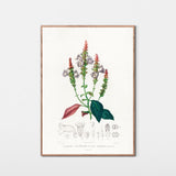 Persisk skjold fra Himalaya