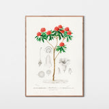 Rhododendron fra Nepal