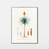 Semperfi fra Mozambique