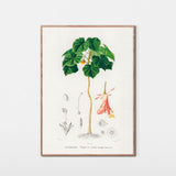 Tropisk hortensia fra Madagaskar