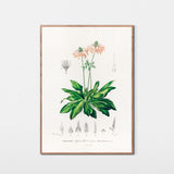 Gudeblomst fra Amerika