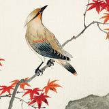 Silkehale på rød efterårs-løn, ca. 1910