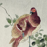 Kobberfasan på gren, ca. 1920