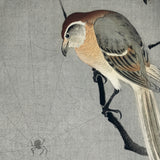 Tornskade og edderkop, ca. 1915