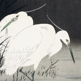 Silkehejrer i siv, ca. 1920