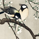 Musvitter i træ, ca. 1905