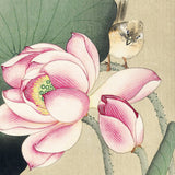 Lotus og lille grå flagspætte, ca. 1915