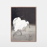 Silkehejrer i siv, ca. 1920