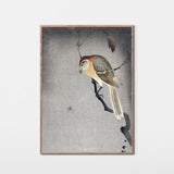 Tornskade og edderkop, ca. 1915