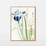 Blå og hvid iris, ca. 1910