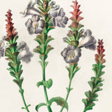 Persisk skjold fra Himalaya