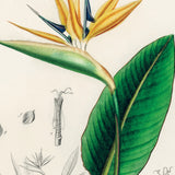 Paradisfugl fra Sydafrika