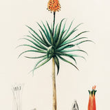 Semperfi fra Mozambique