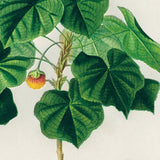 Tropisk hortensia fra Madagaskar