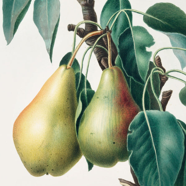 Citronpære fra Parma