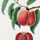 Rød fersken fra Romagna