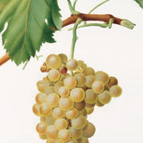 Rossesedruer fra Piemonte