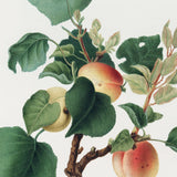 Abrikos fra Syditalien