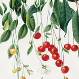 Surkirsebær fra Piemonte