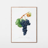 Nebbiolodruer fra Piemonte