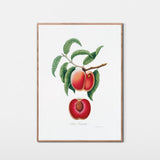 Rød fersken fra Romagna