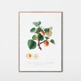 Abrikos fra Syditalien