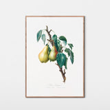 Citronpære fra Parma