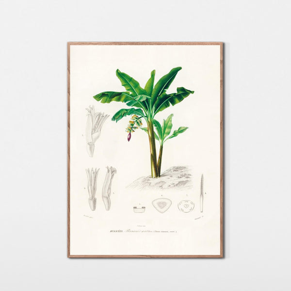 Bananpalme fra Kina