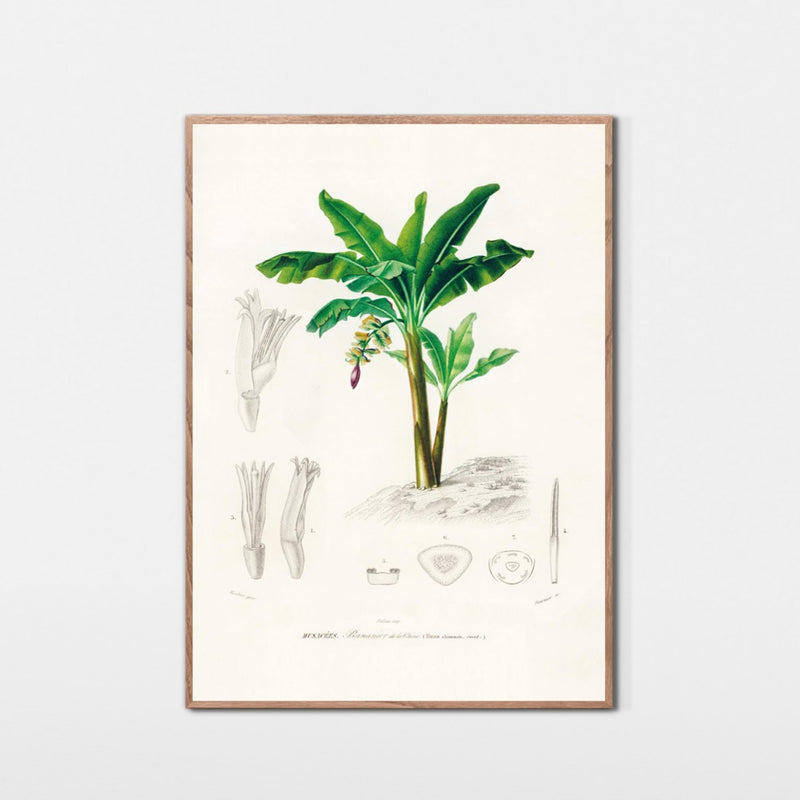 Bananpalme fra Kina