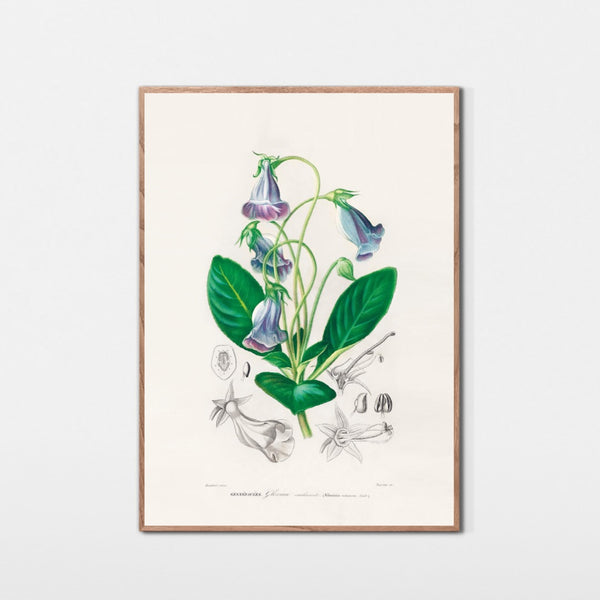 Gloxinia fra Andesbjergene
