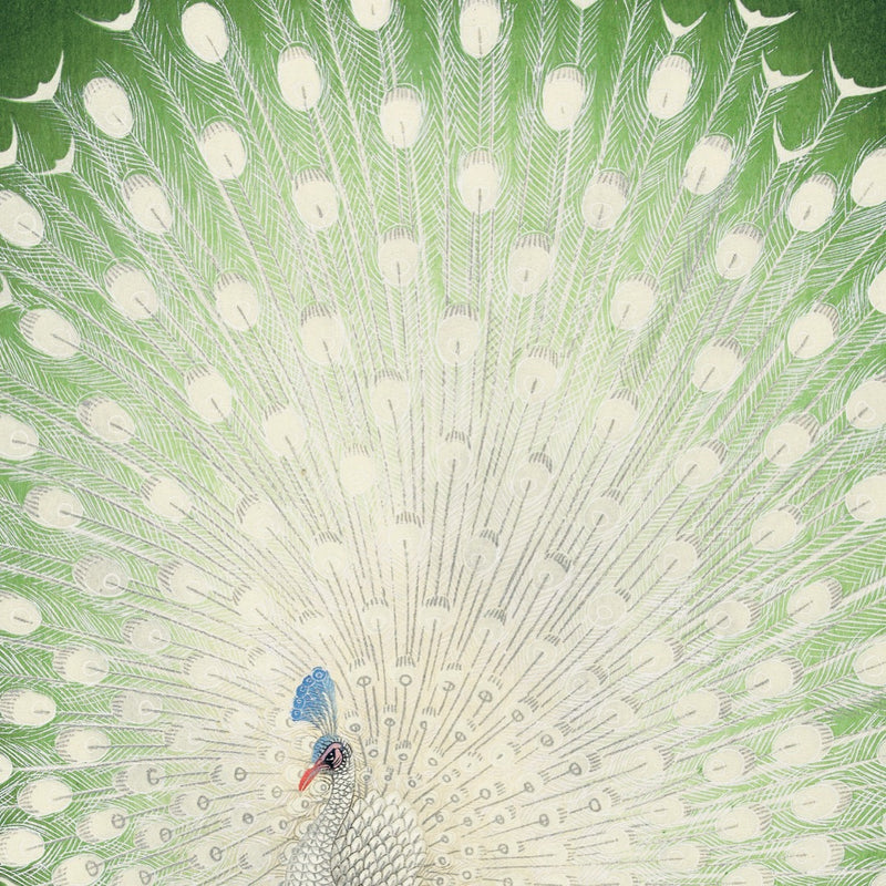 Hvid påfugl på en dybgrøn baggrund, ca. 1930