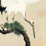 Japansk trane og rede i fyrretræ, ca. 1915