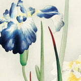 Blå og hvid iris, ca. 1910