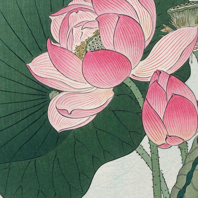Blomstrende lotus, ca. 1925