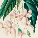 Begonia fra Troperne