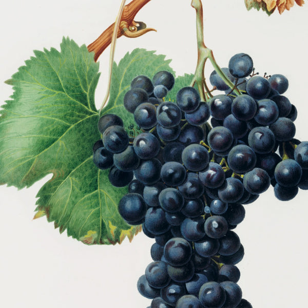 Nebbiolodruer fra Piemonte