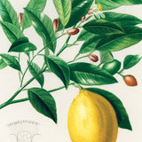 Citron fra Syditalien