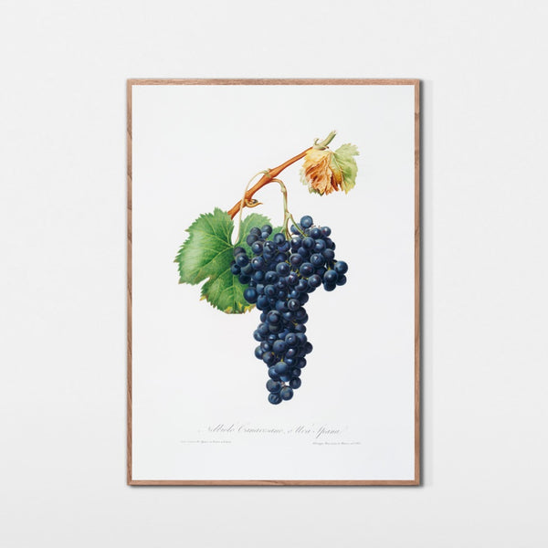 Nebbiolodruer fra Piemonte