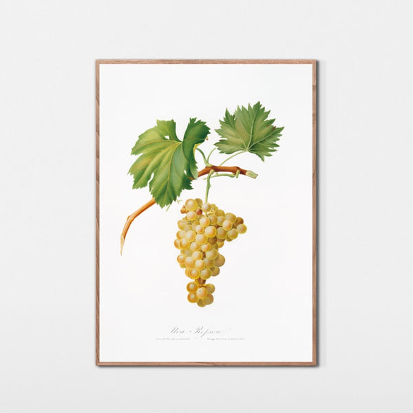 Rossesedruer fra Piemonte