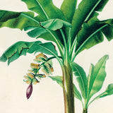 Bananpalme fra Kina